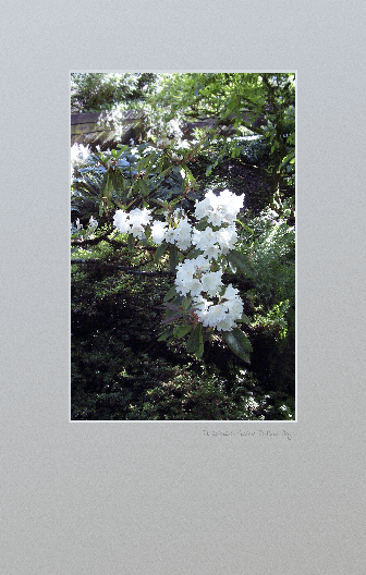 Beautiful white rhododendrons